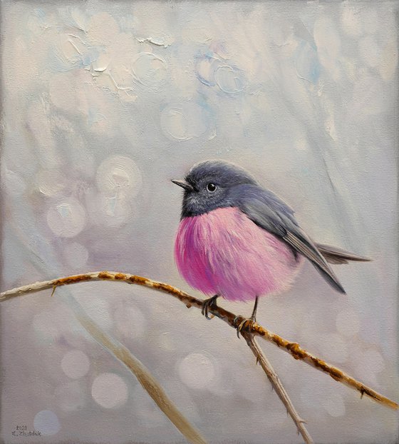 Pink robin