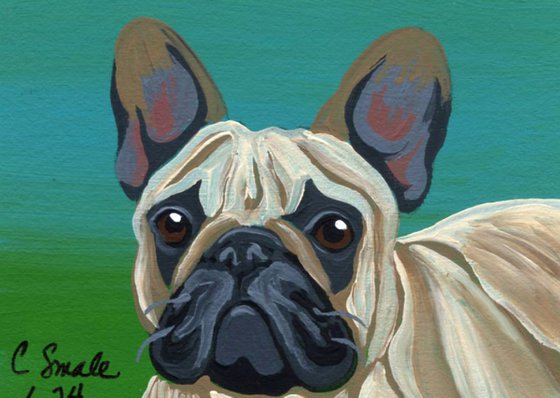 French Bulldog