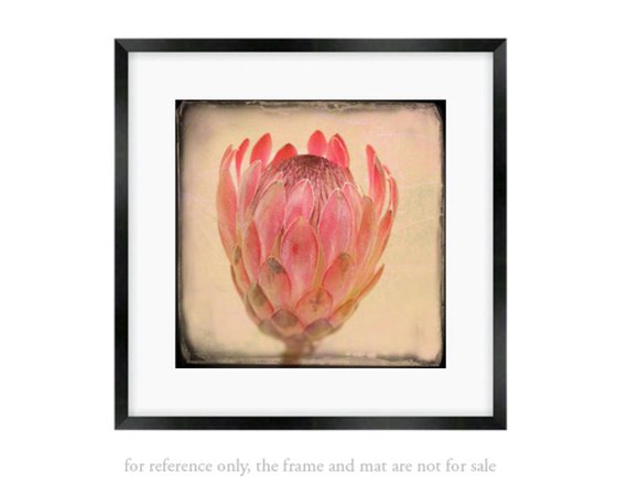 Protea Pink bud special offer