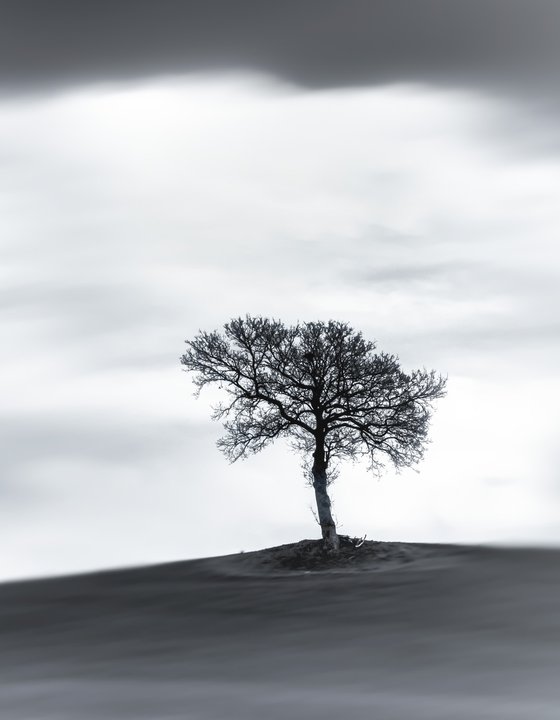 A lone tree on a hill top BW (Studio 2)