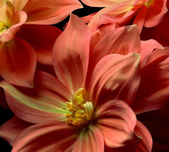 Orange Dahlias