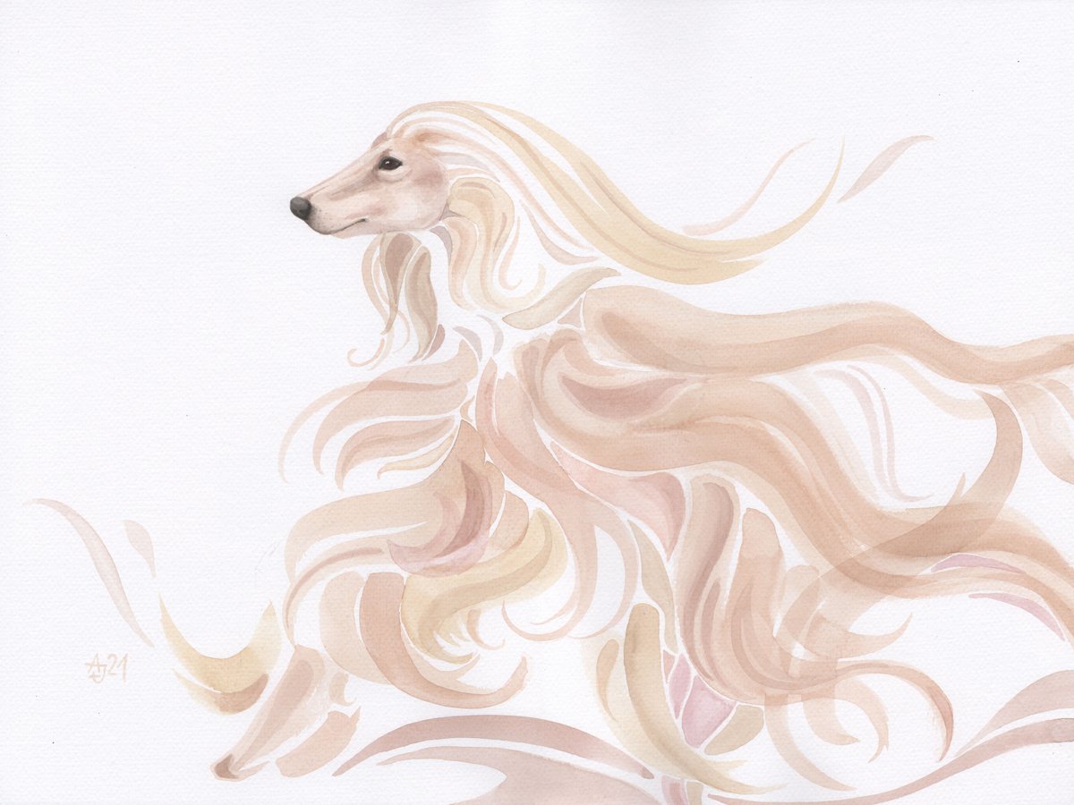 can a afghan hound live in qatar