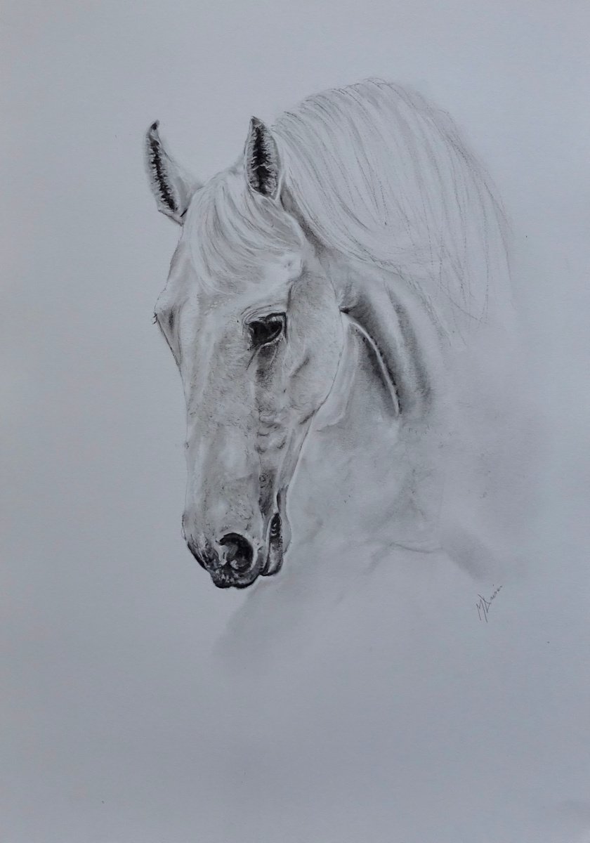 Photorealistic Animal Charcoal Drawing By Mel Davies Original Art, 17 X 23", The White Horse, Original Artwork