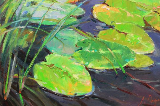 Water lilies pond