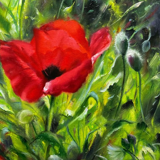 Poppies