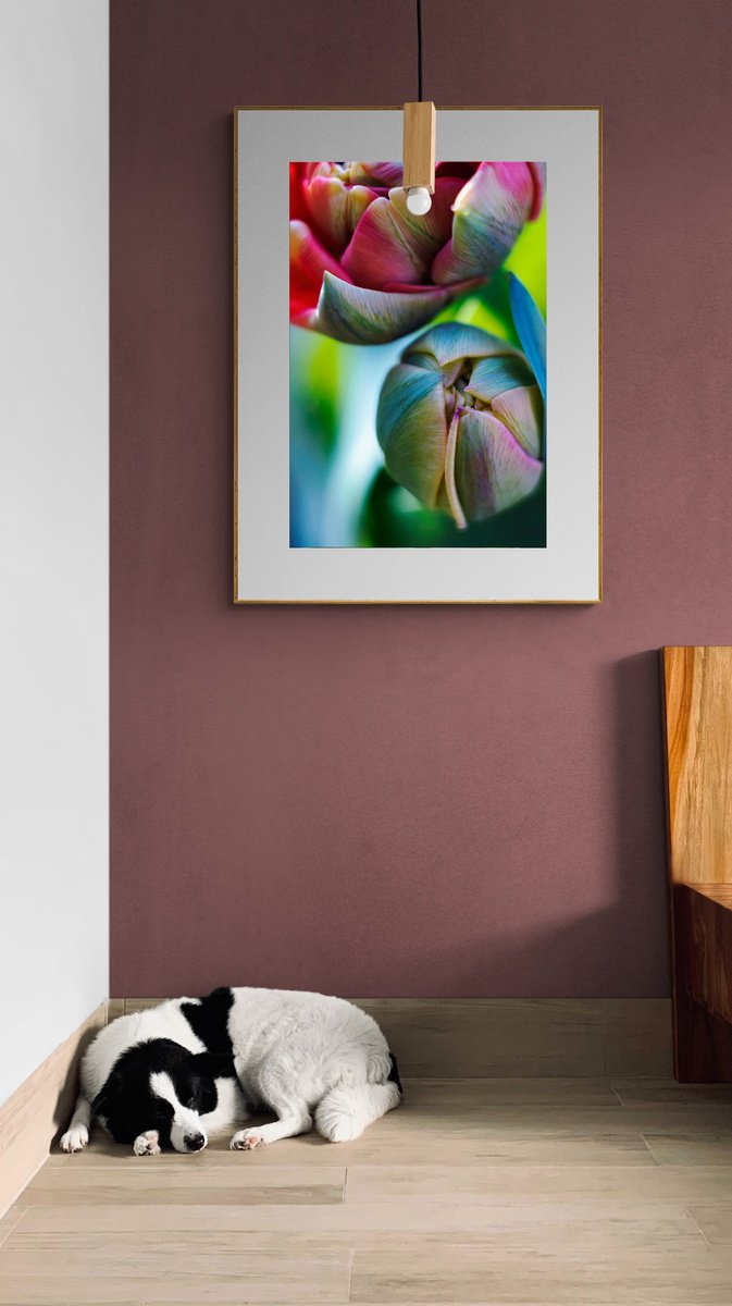 The Splash of Spring - an art photo of tulip flowers, limited edition print by Inna Etuvgi