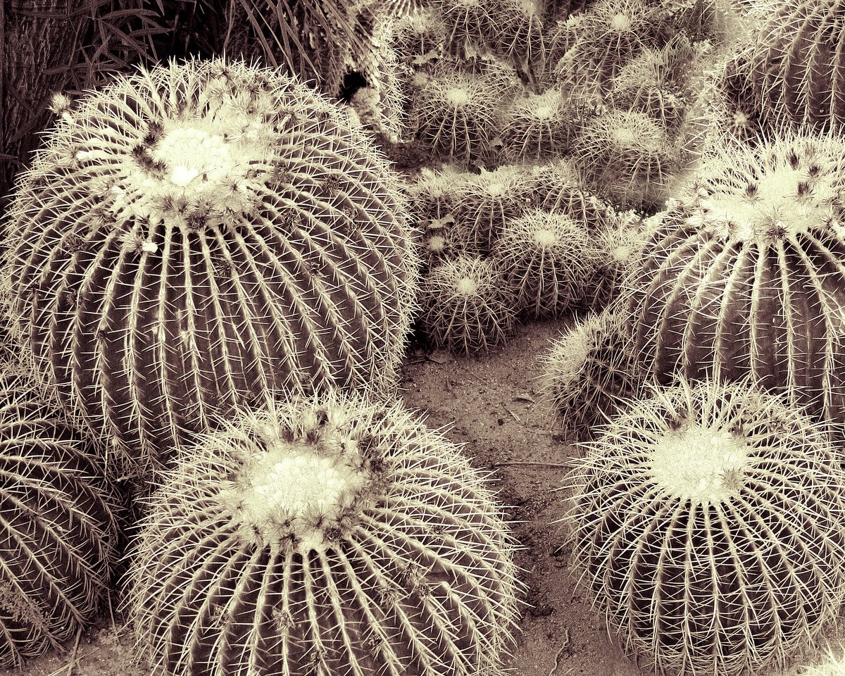 Photorealistic Photograph , Cacti Of The Beholder Joshua Tree By William Dey, 22 X 18, Artwork For Sale On Artfinder
