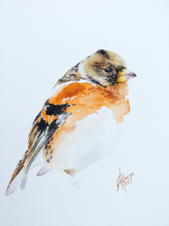 Brambling