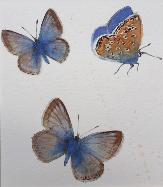 Delicate Adonis Blue Butterflies