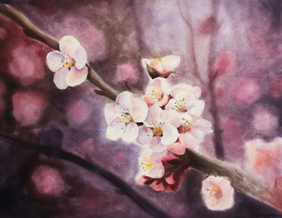 Cherry Blossoms -  Sakura - Cherry tree branch - Japanese Cherry Blossom