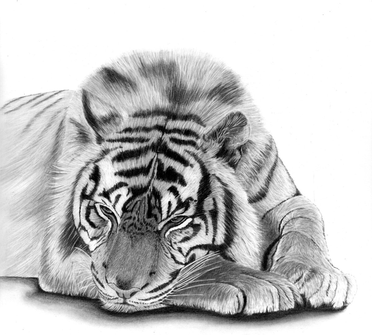 Photorealistic Animal Pencil Drawing By Paul Stowe, 16 X 14", Melancholy Tiger, Original Artwork