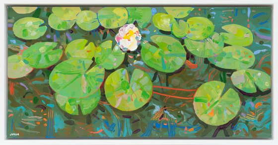 Tasman Lily Pond 48