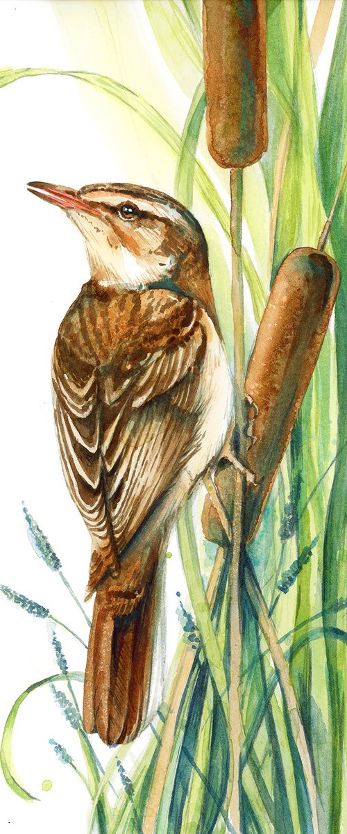 Sedge warbler by Karolina Kijak