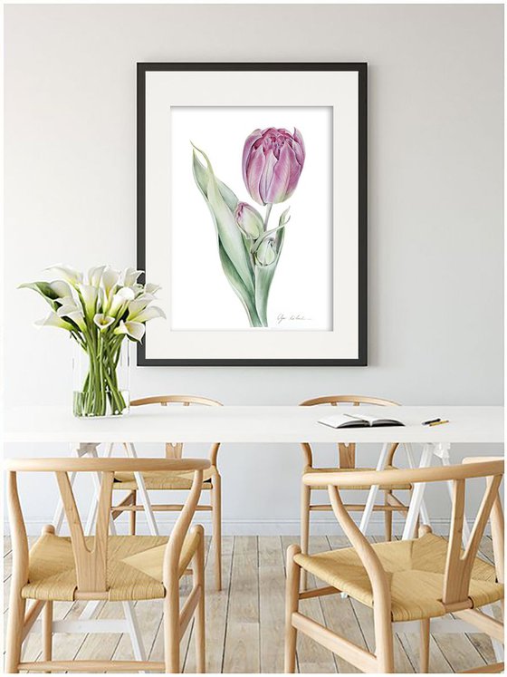 Purple tulip with buds