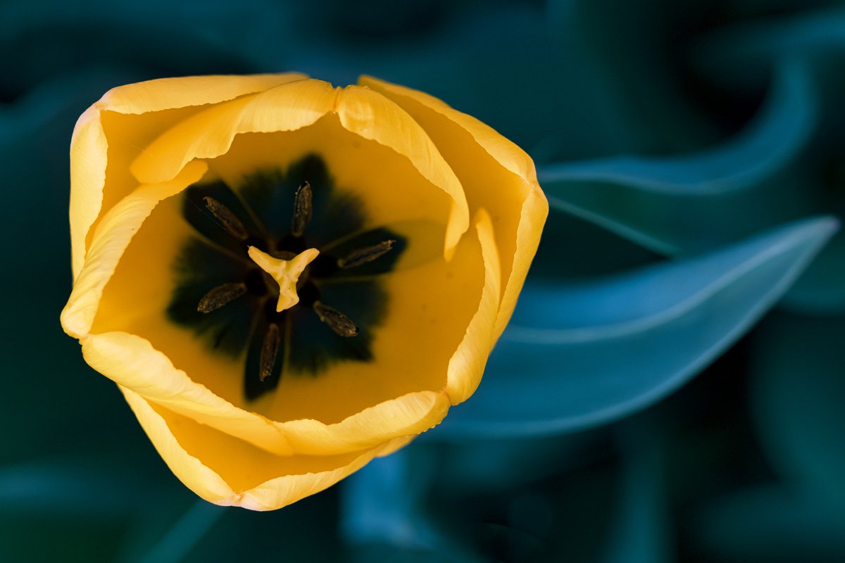 Free flow - macro photo of a yellow tulip, limited edition print by Inna Etuvgi