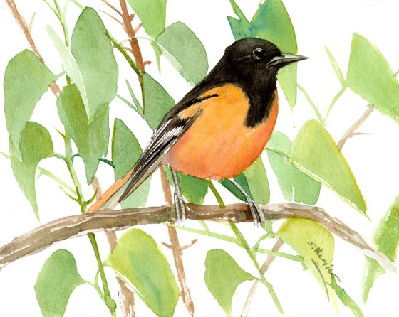 Baltimore Oriole