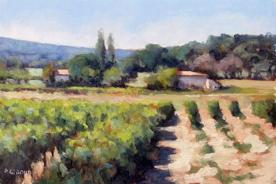 Vineyards in Vaucluse