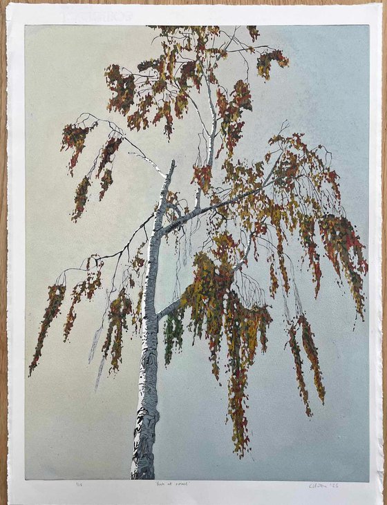 Birch at Sunset linocut
