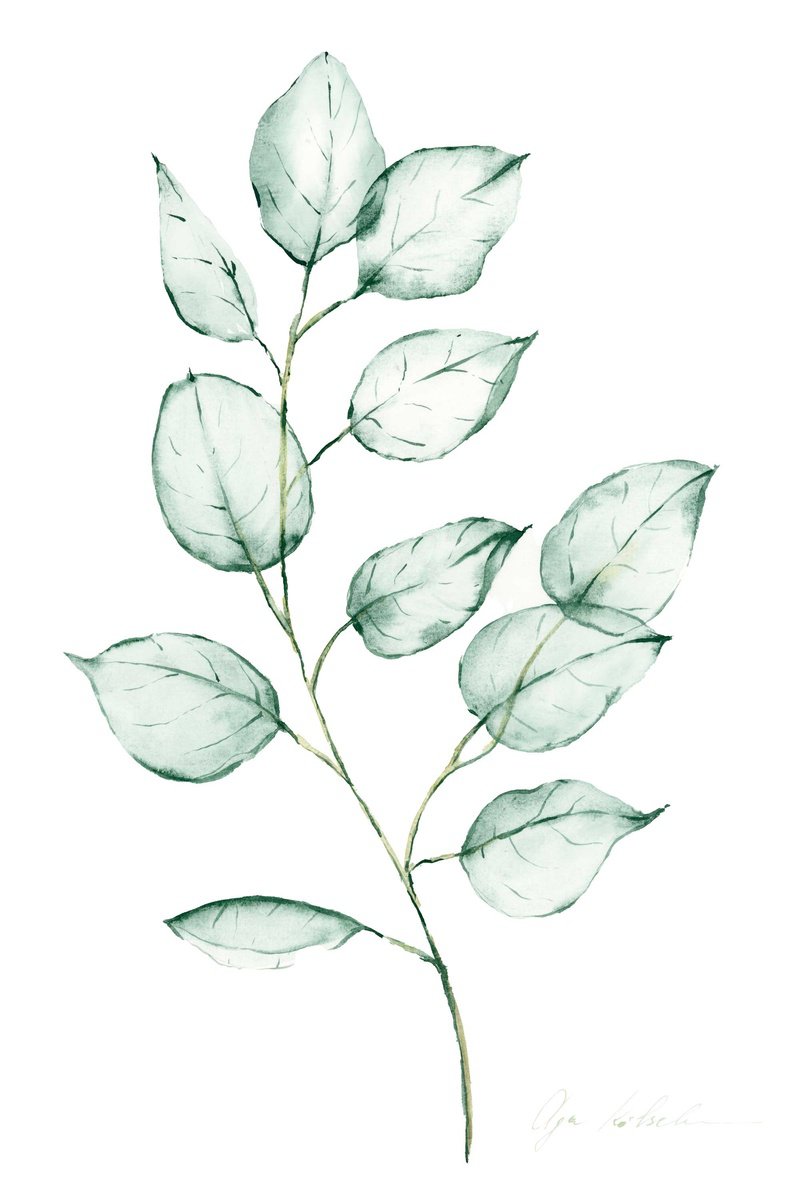Transparent eucalyptus branch  watercolor. #2 by Olga Koelsch