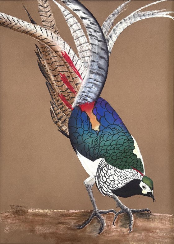 LADY AMHERST’S PHEASANT
