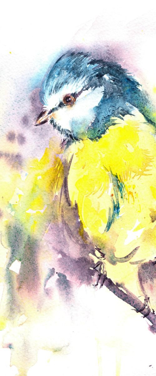 Blue tit by Anjana Cawdell
