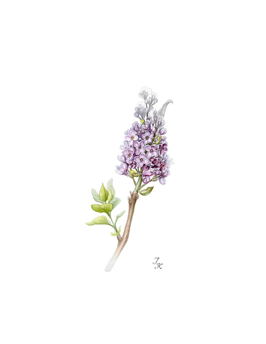 Illustrative Botanical Watercolour By Tetiana Kovalova, 11 X 15", Blooming Lilac, Original Artwork
