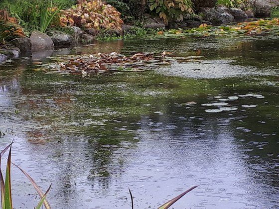 MELKINTHORPE POND 2