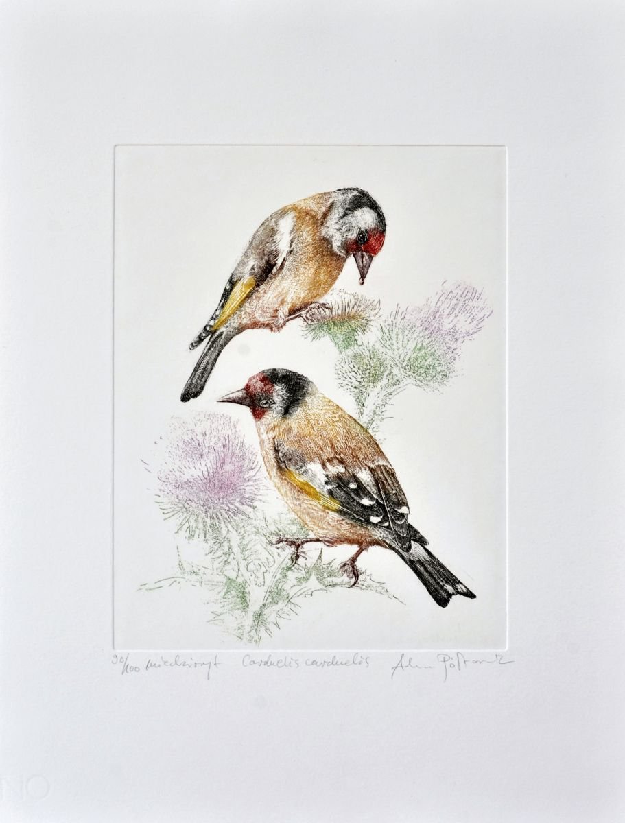 European goldfinch (Carduelis carduelis) by Adam P?torak