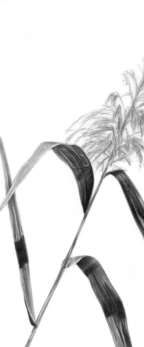 Towards the Sky by Anna Lyashenko