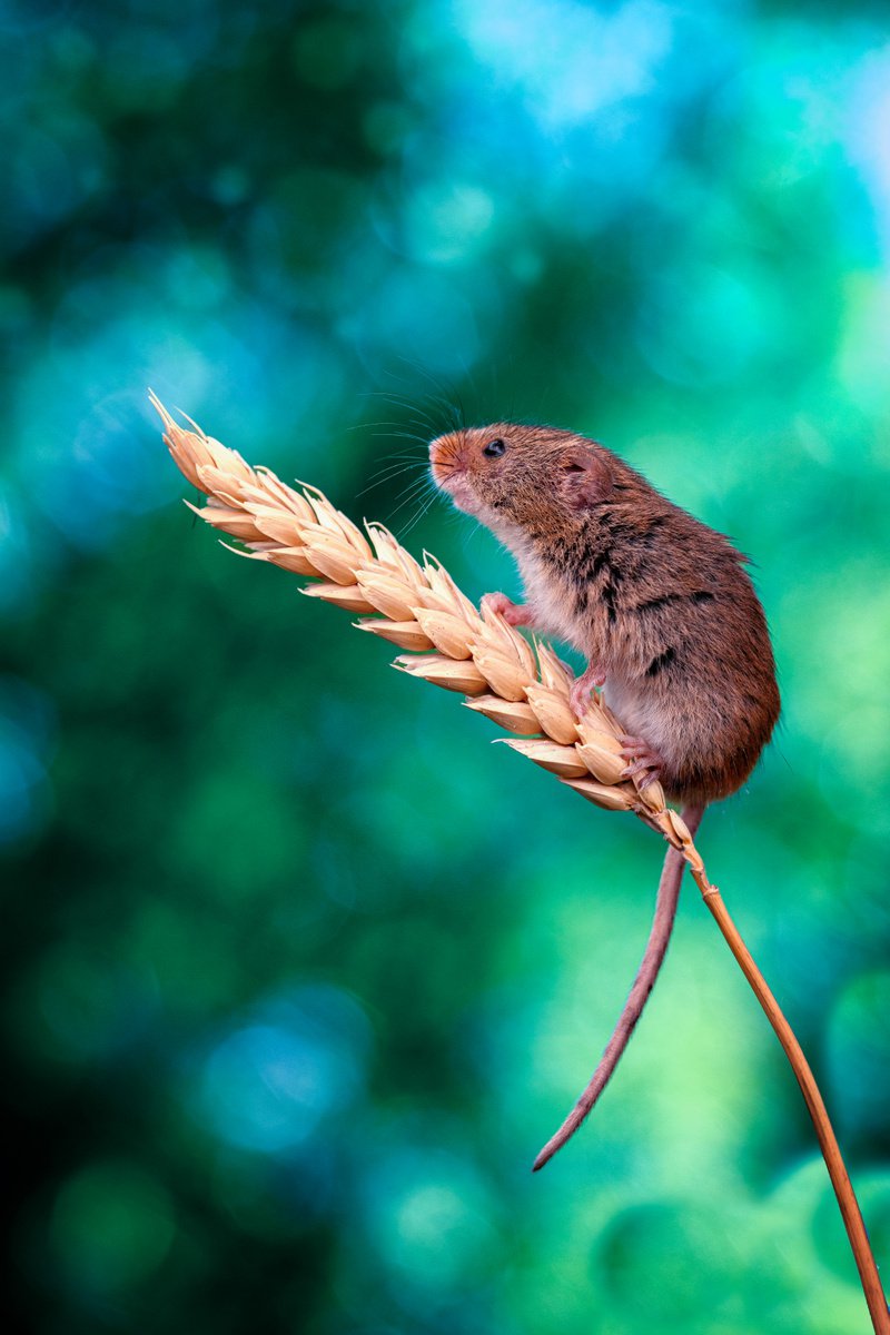 Photorealistic Photograph , Harvest Mouse By Paul Nash, 16 X 24, Artwork For Sale On Artfinder