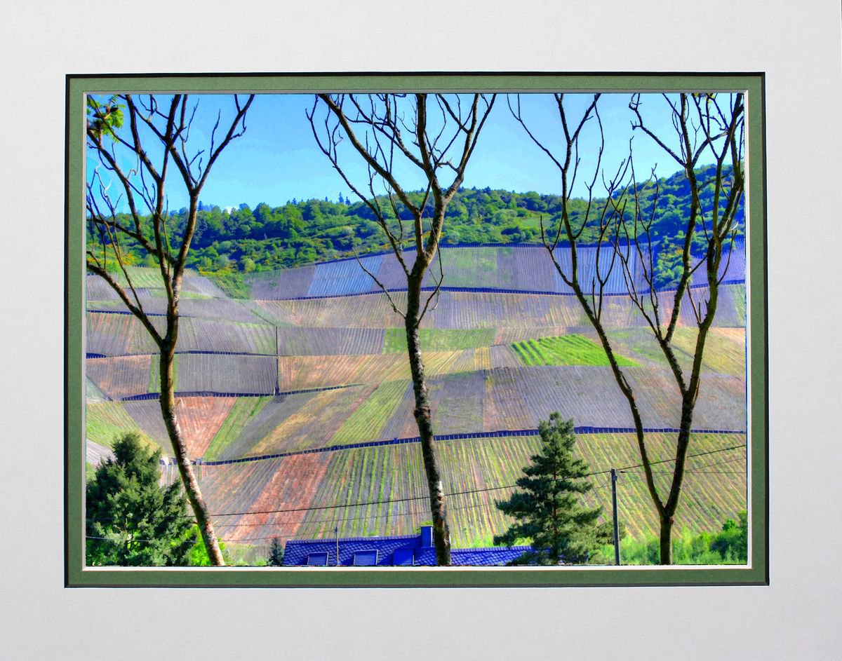 Vineyards on the Mosel by Robin Clarke