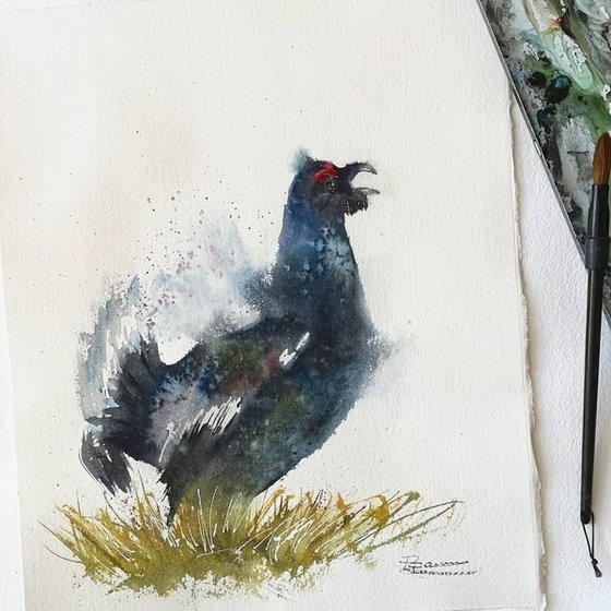 black grouse