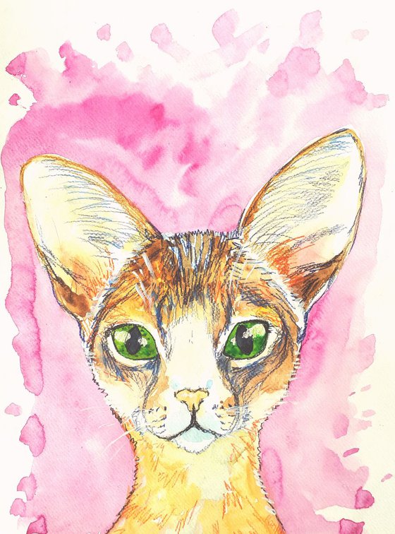 "Abyssinian cat"