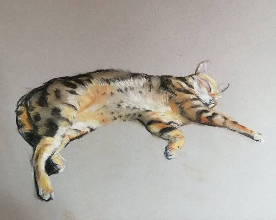 The underside of a Bengal cat