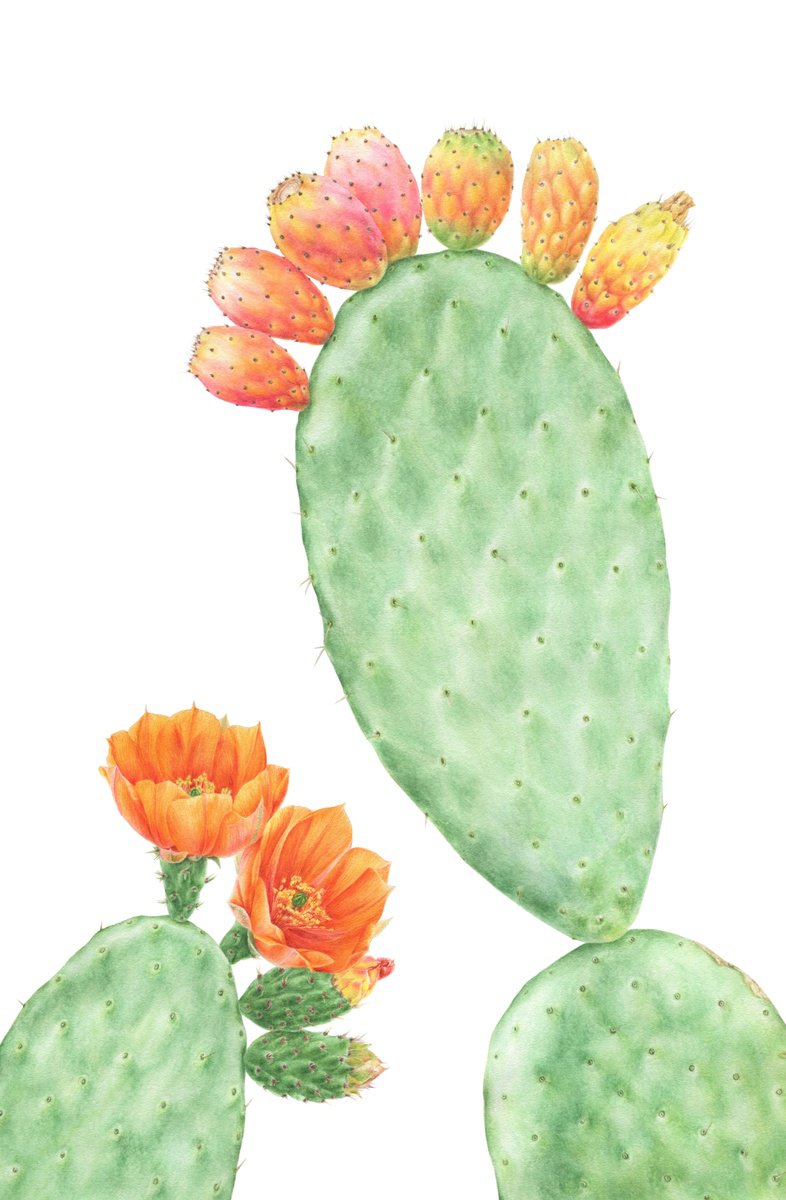 Photorealistic Botanical Watercolour By Alona Hrinchuk, 15 X 22, Indian Prickly Pear, Original Artwork