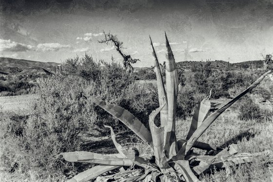 Paysage désertique au Cactus (Piezography)