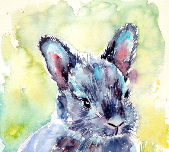 Gray rabbit