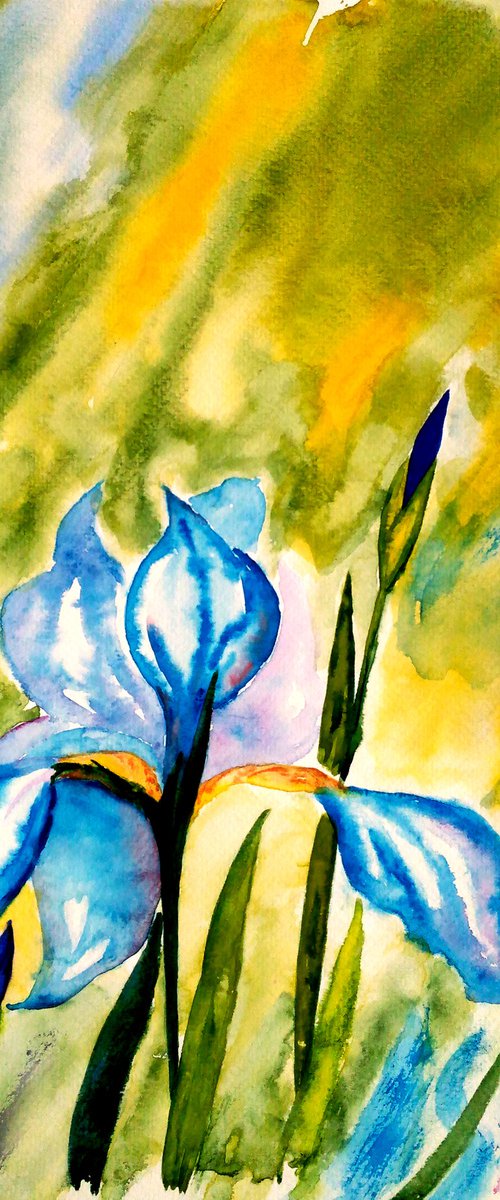 Iris Watercolor Painting by Halyna Kirichenko