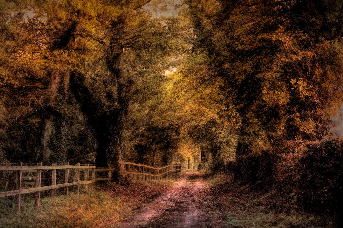 Autumn Country Lane by Martin Fry