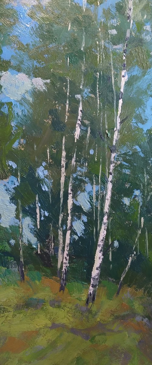 Birch trees by Sergey  Kachin