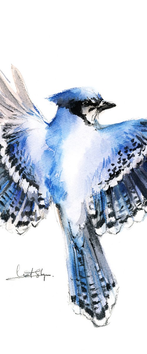 Flying Blue Jay Bird by Sophie Rodionov