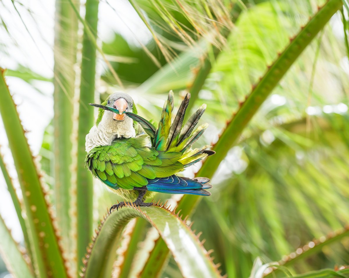 Photorealistic Animal Photograph By Andrew Lever, 50 X 40, Green Monk Parrot, Original Artwork