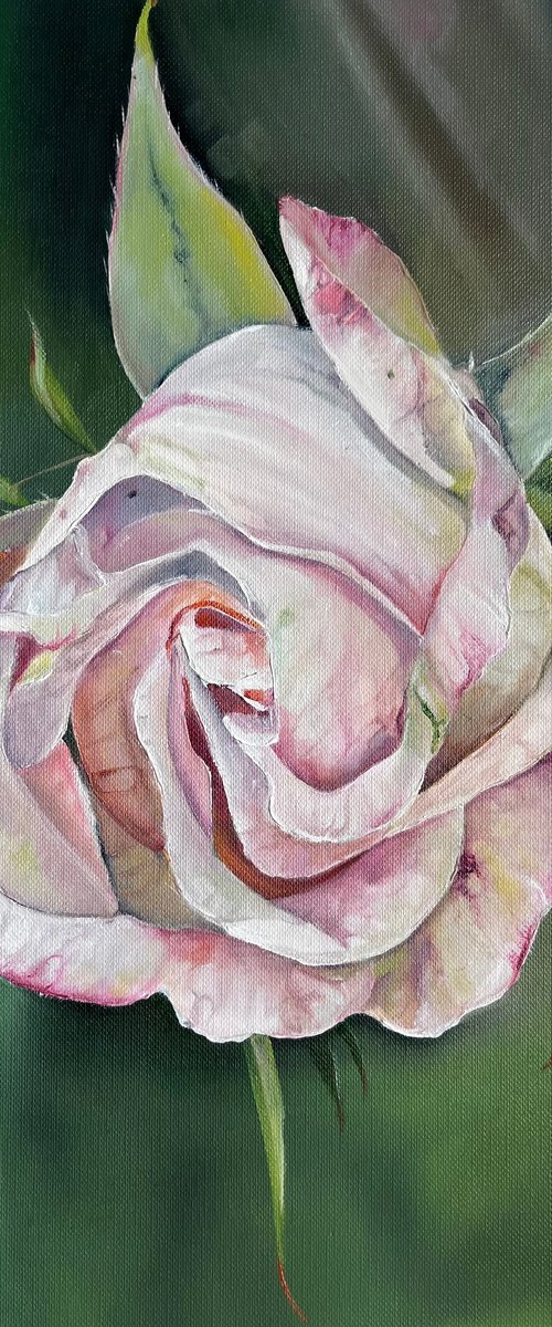 Gentle Pink Rose by Myroslava Denysyuk