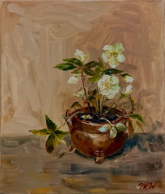HELLEBORE