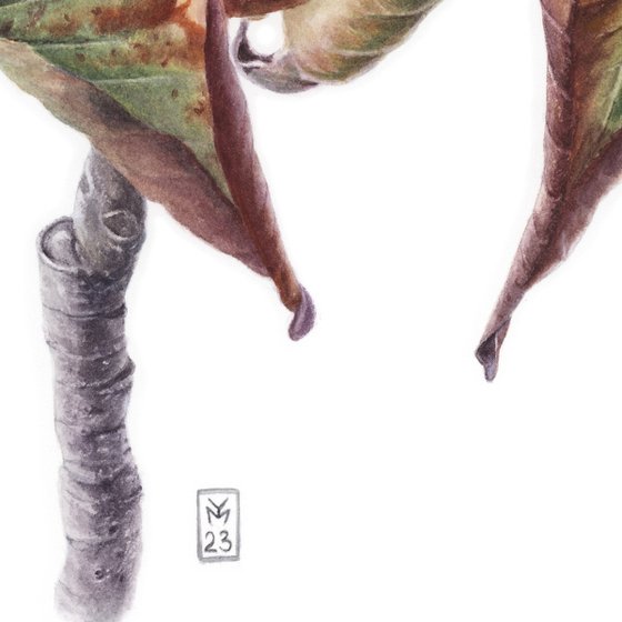Flying Chestnut Bat