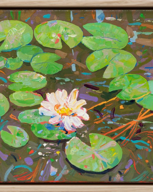 Tasman Lily Pond 47 by Joseph Villanueva