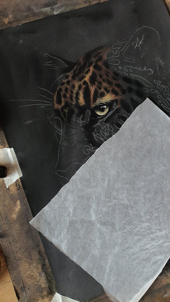 "Old Boy"  Leopards Stare lV