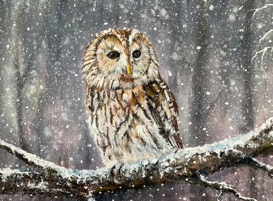 Winter scene, Tawny Owl