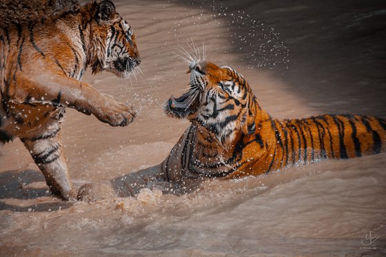 Tigers in Tension