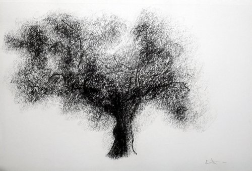 Dessin au fusain, Etude d'arbre by Lionel Le Jeune